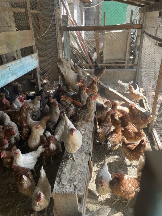 Куры несушки не болеют