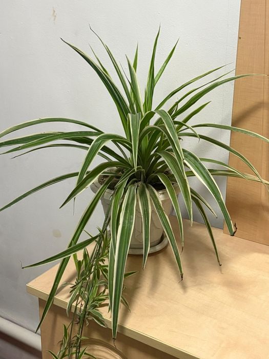 ПРОДАМ   домашние  цветы