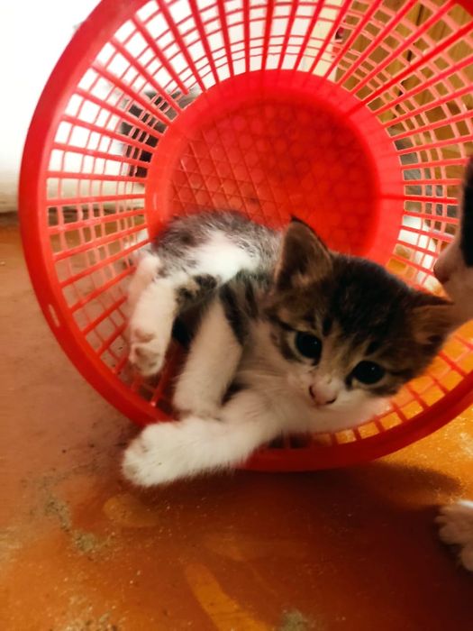 Отдам в добрые руки котят