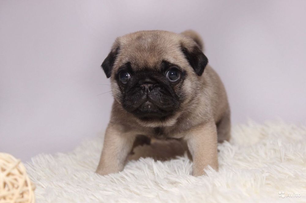 Продам недорого мальчика