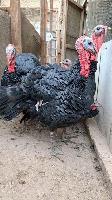 Induk  5-7 kilo atrofinda uyda boqilgan bu yilgii toza