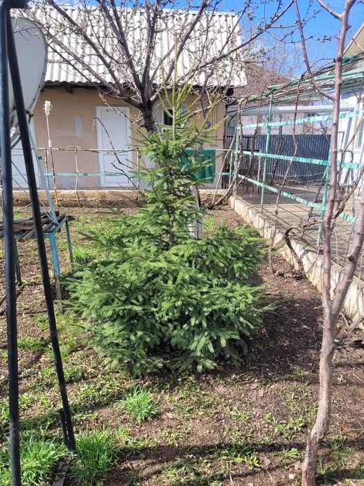 Продам Ёлку самовывоз