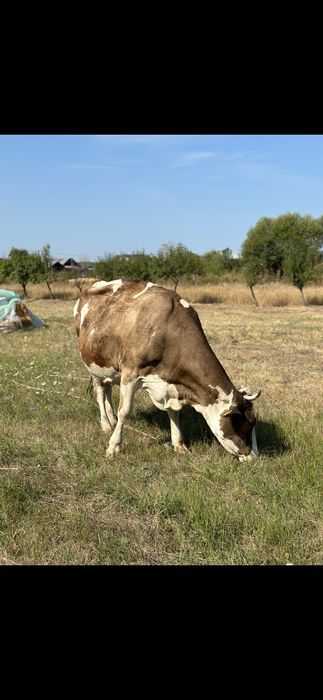 Vand vaca simmental
