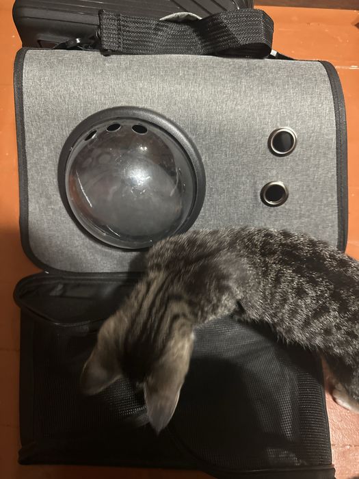 Продам переноску, пользовались только 1 раз.