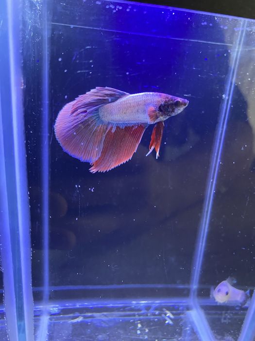 beta / Petushok kislarodsiz yashaydigan baliq