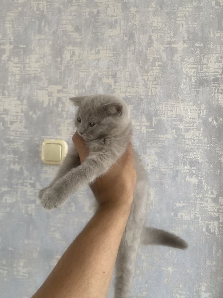 Scottish fold Qiz bola 2 ta