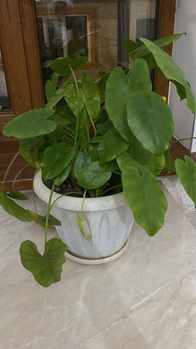 Комнатные растение