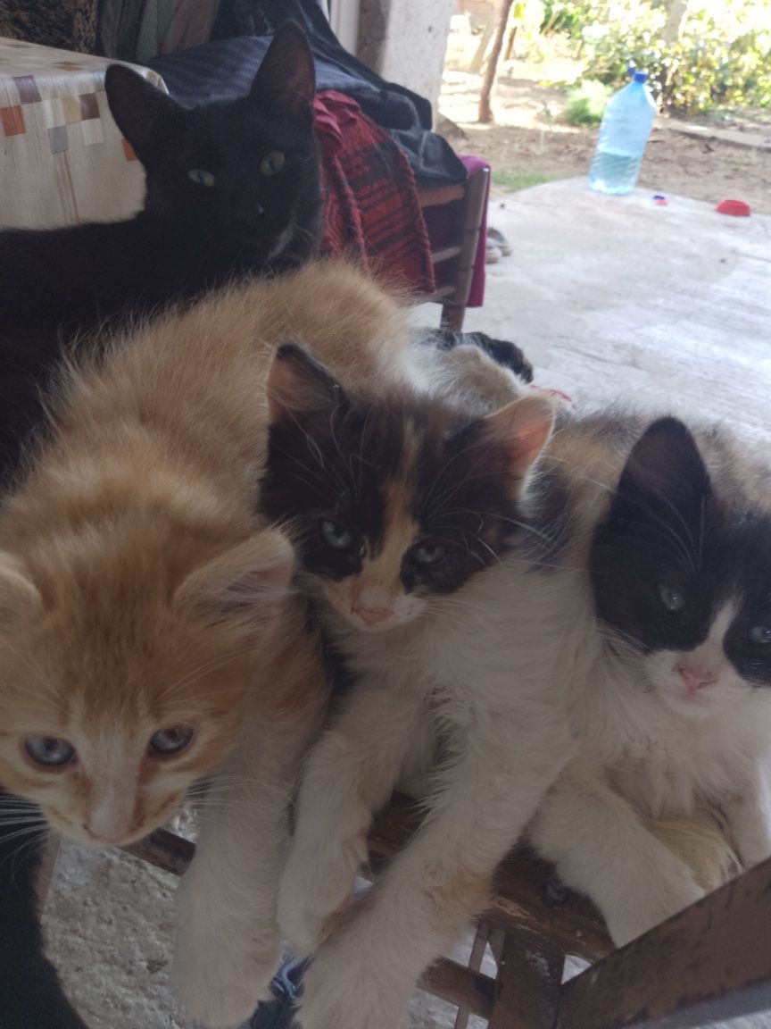 Подарявам котенца