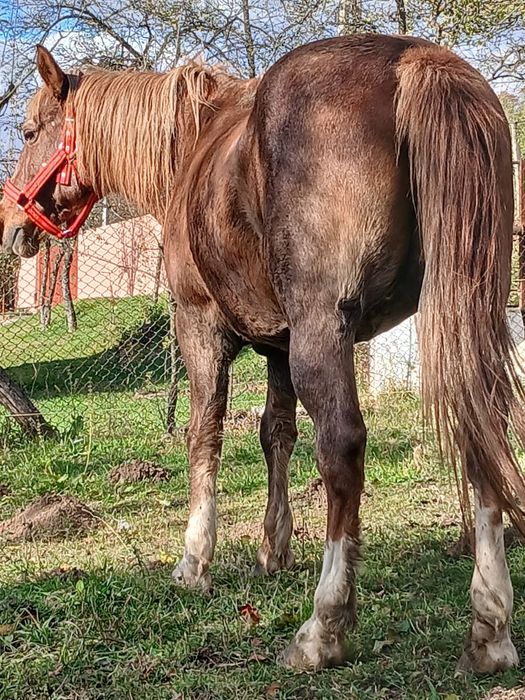 Vând sau schimb iapa de lucru
