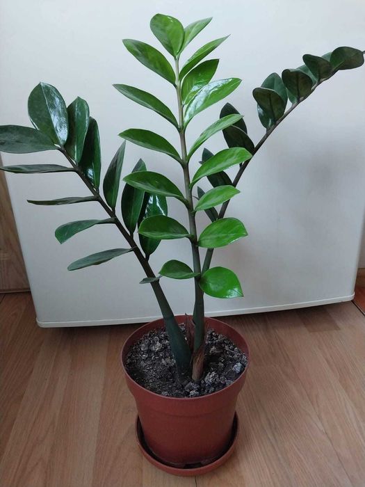 продам Замиокулькас или «долларовое дерево»