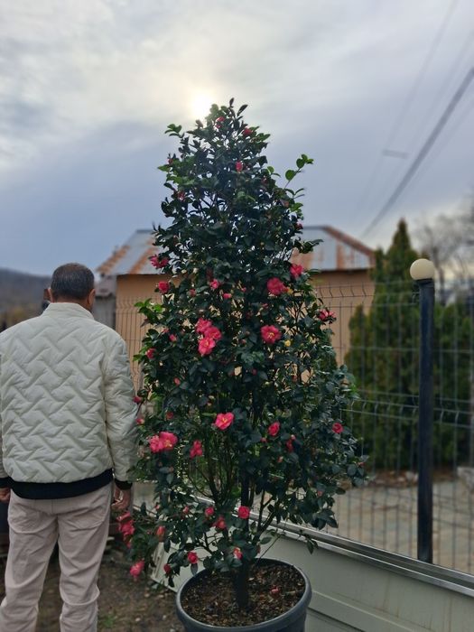 Vând plante oranametale