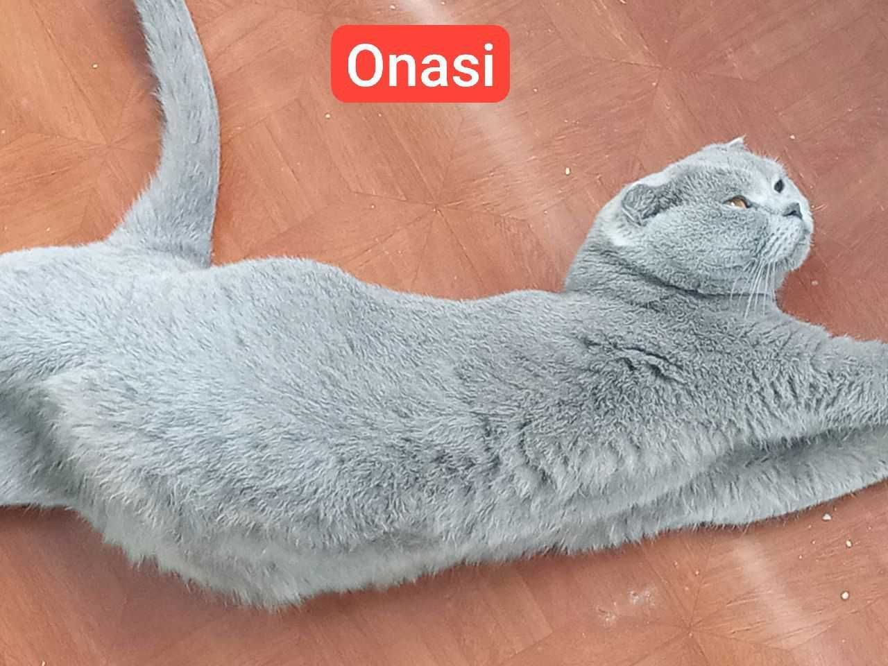 Продается котята mushuk bolalari sotiladi