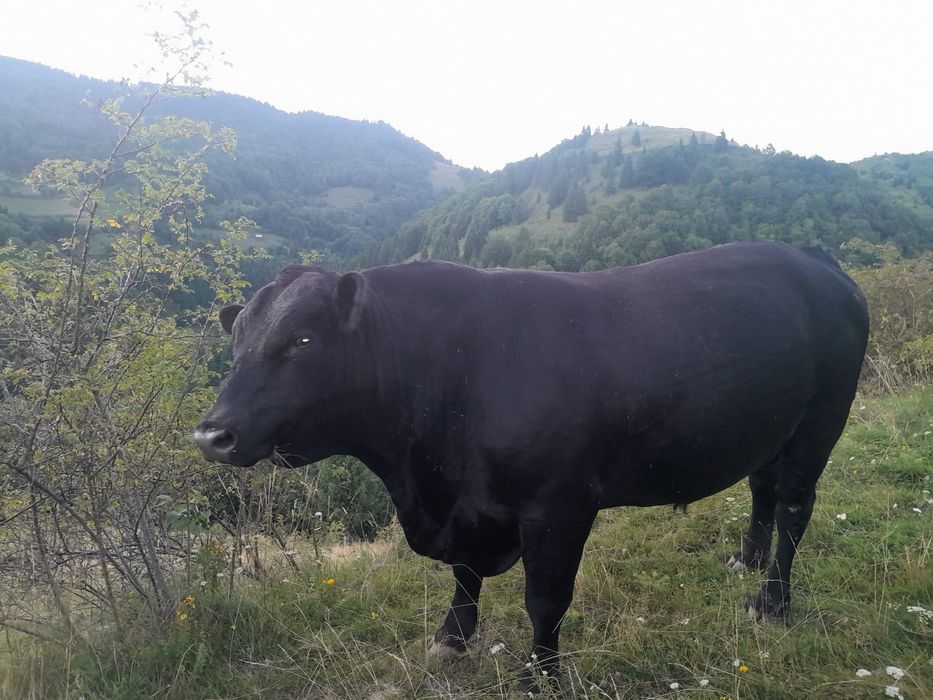 Vând taur rasa Angus