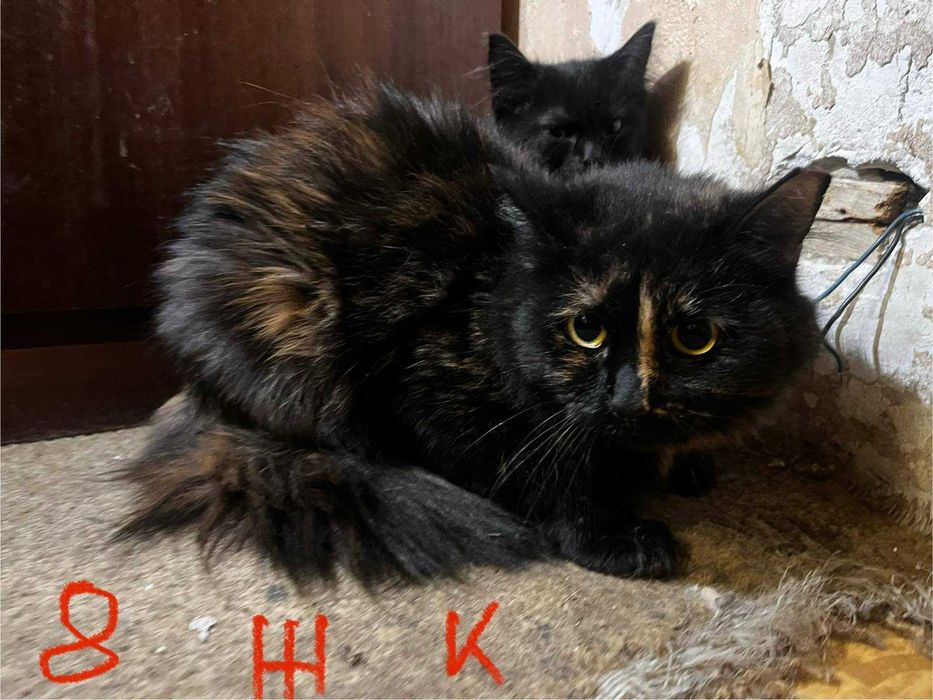 Спешно - Домашни котки се нуждаят от Приемен / Постоянен дом