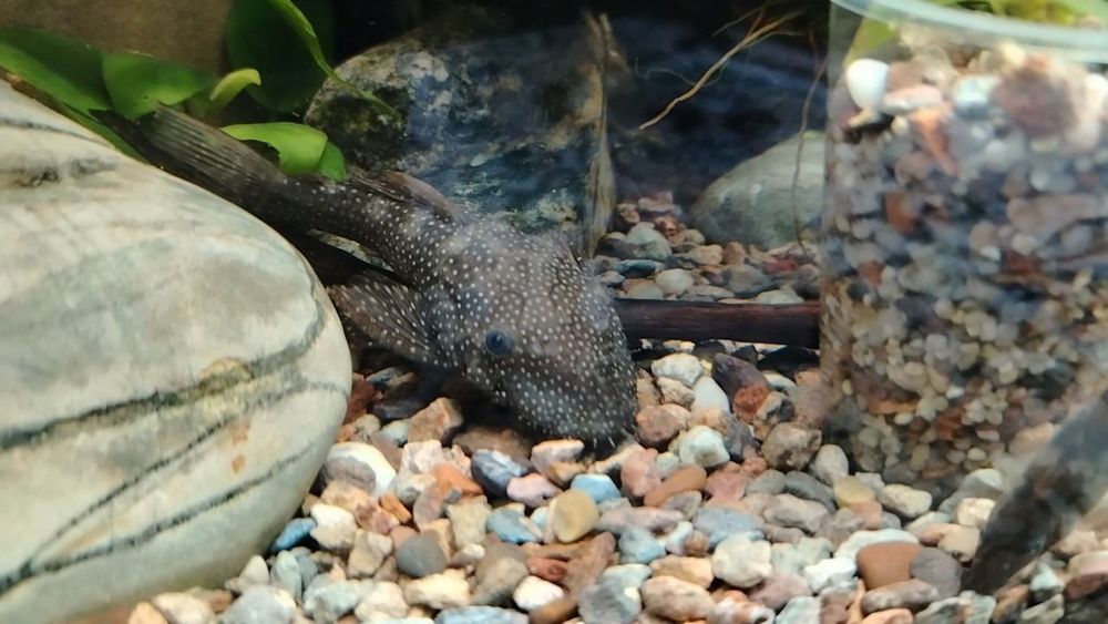 Анциструс звёдчатый 12, 14 см