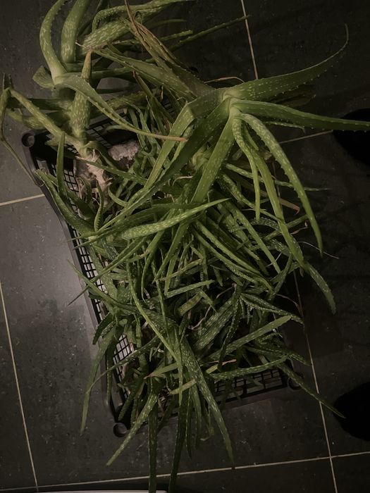 Aloevera