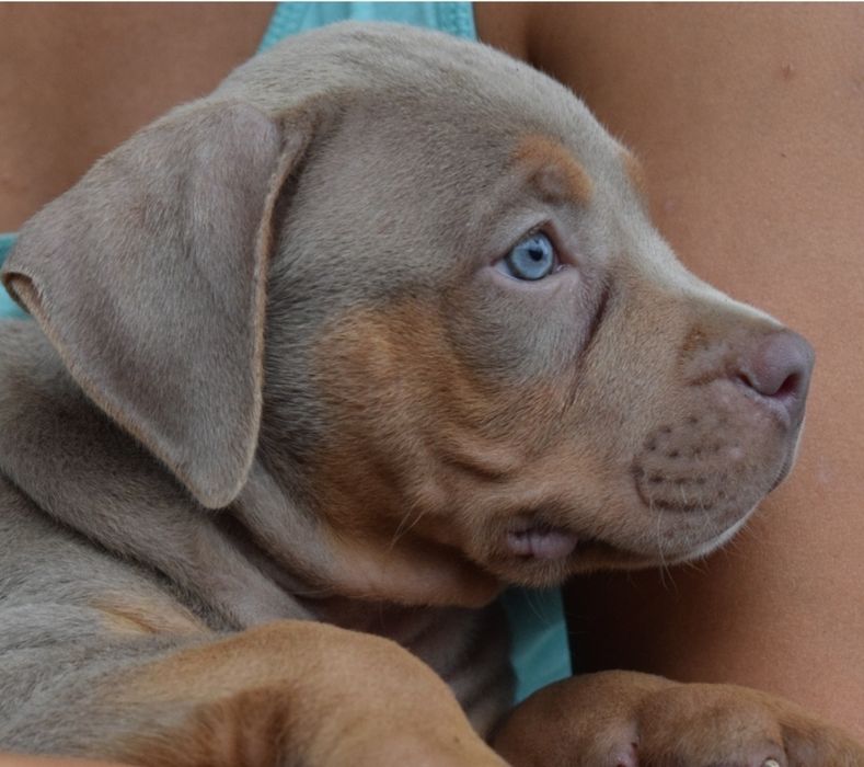 American bully xl mascul