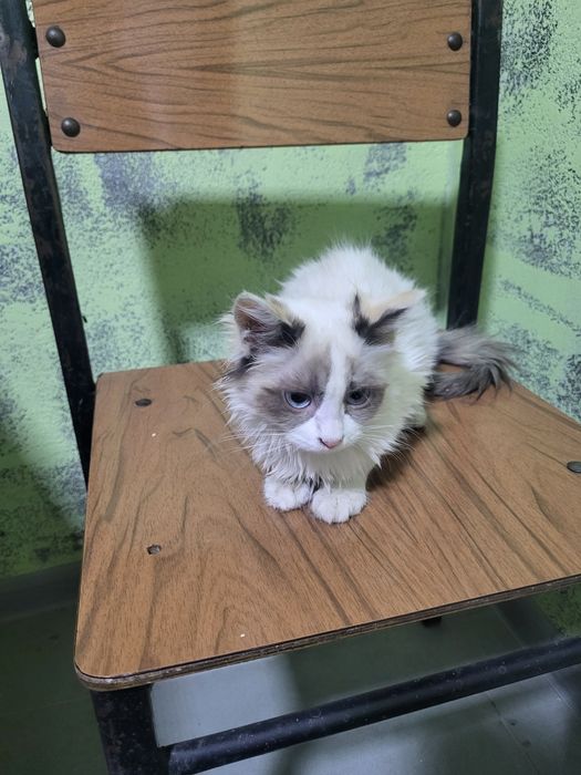 Котята мальчики девочки.