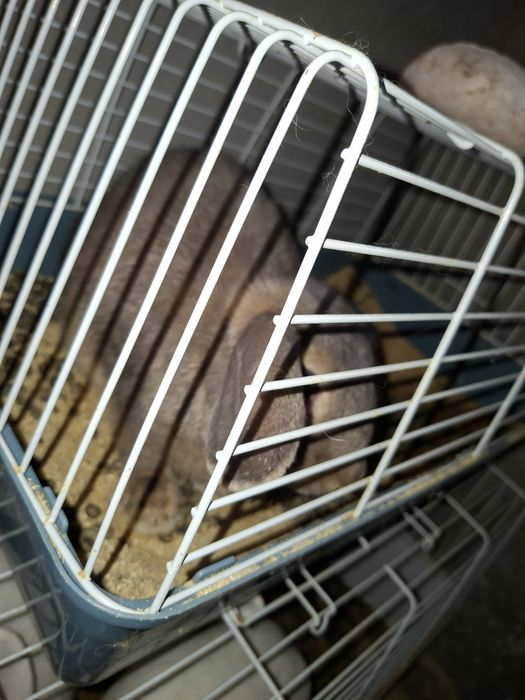 Продам кроликов .Все здоровые