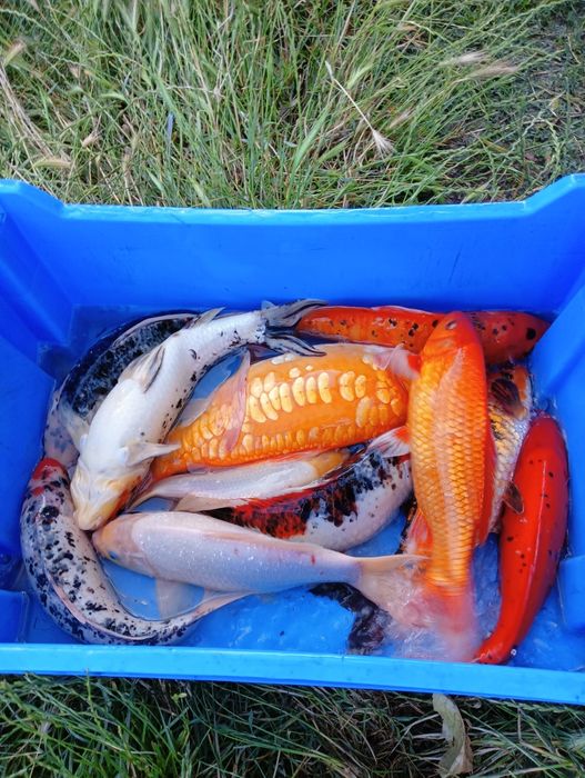 Larve crap Koi prod 2026