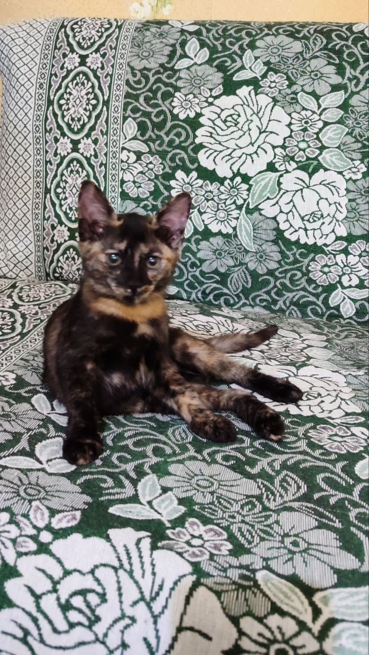Котенок, трехцветная девочка  (mushukcha)