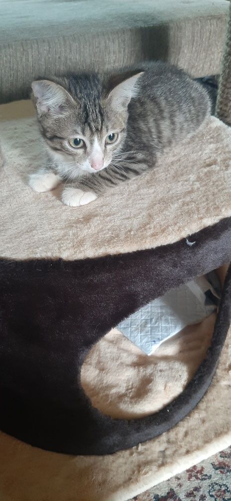 Отдам котёнка девочку