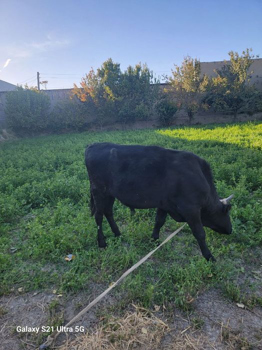 Buqacha tezda sotiladi 1.5 yoshar