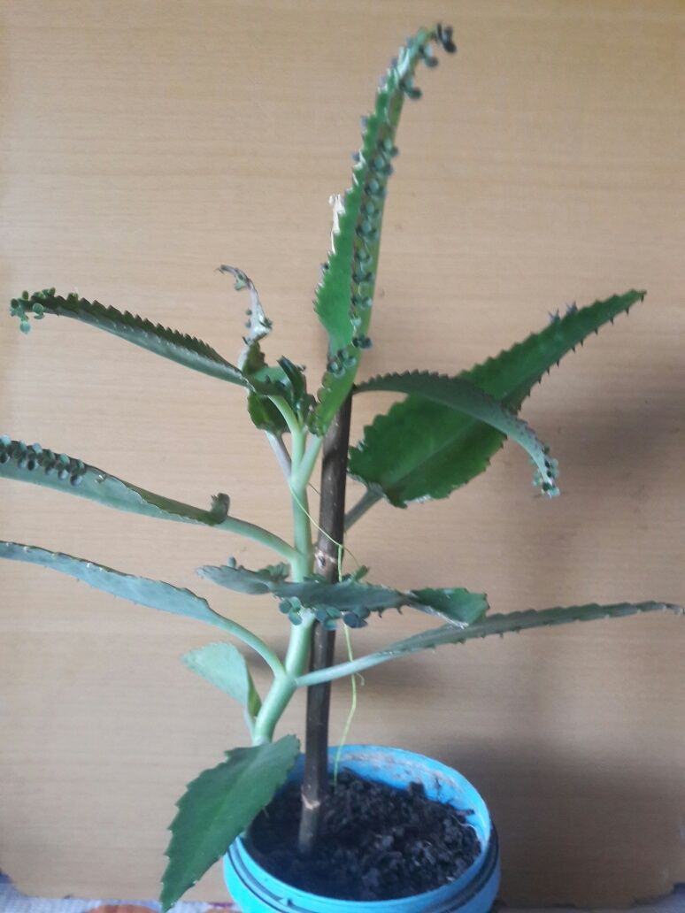 Каланхоэ. Растению больше 2-х лет.Цена 1 000 тенге. Домашний лекарь
