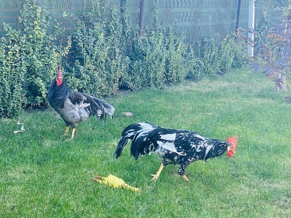 Cocosi de italiene de vanzare