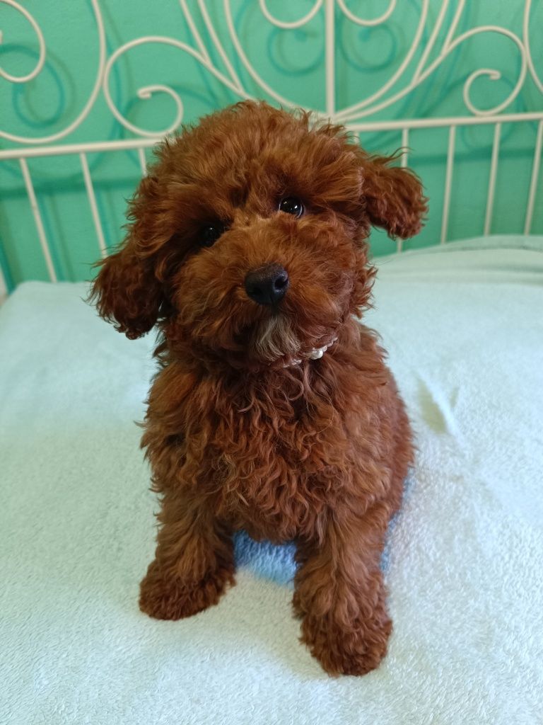 Pudel caniche pitic Red