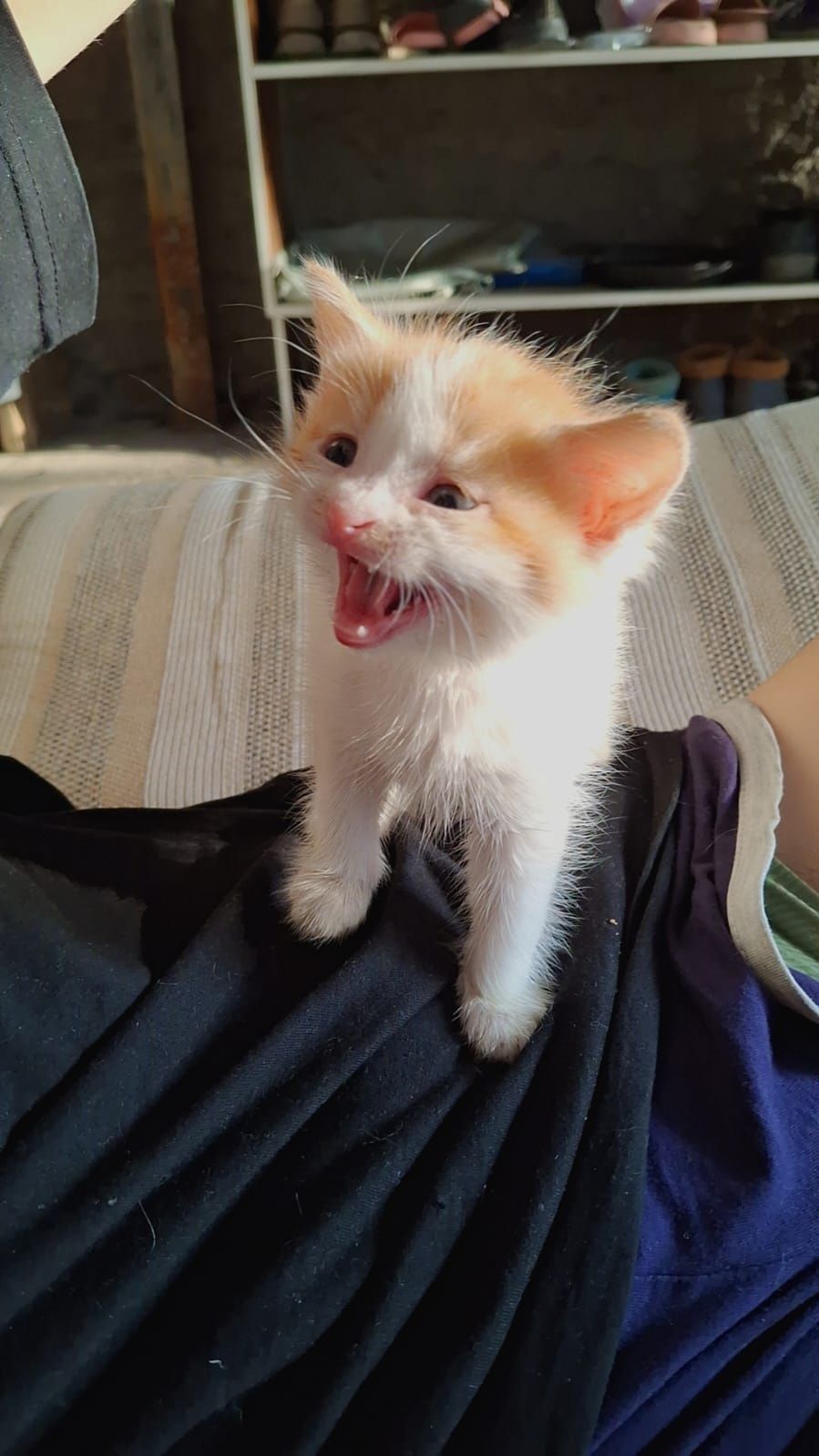 Отдам котят в добрые руки