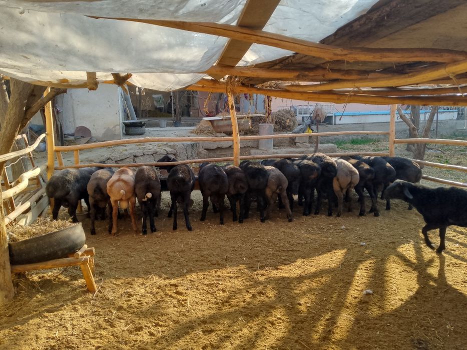 Qo'chqorlar sotiladi