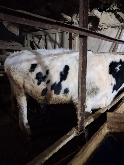 Голштен фриз оуножин