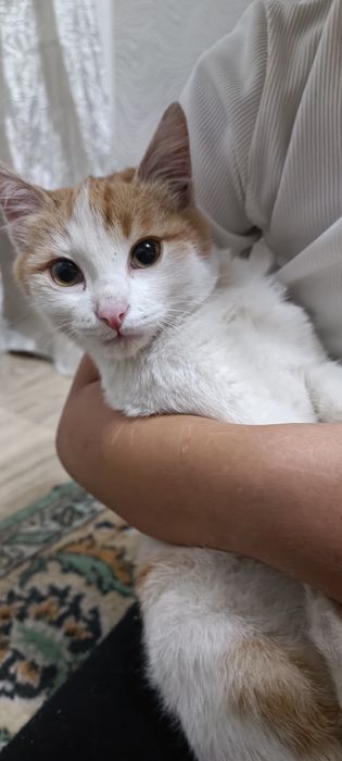 Рыже белая кошечка ищет дом и заботливую семью