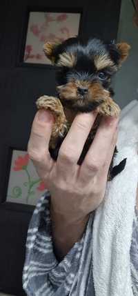 Fetita Yorkshire terrier mini toy rasa pura