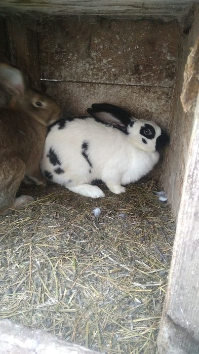 Iepuroaice tinere pentru monta