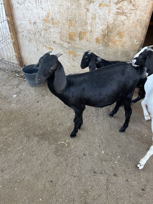 Tapuc de 5 luni spre vanzare si iada