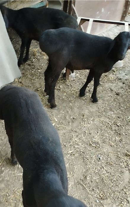 Qozi qochqorlar sotiladi