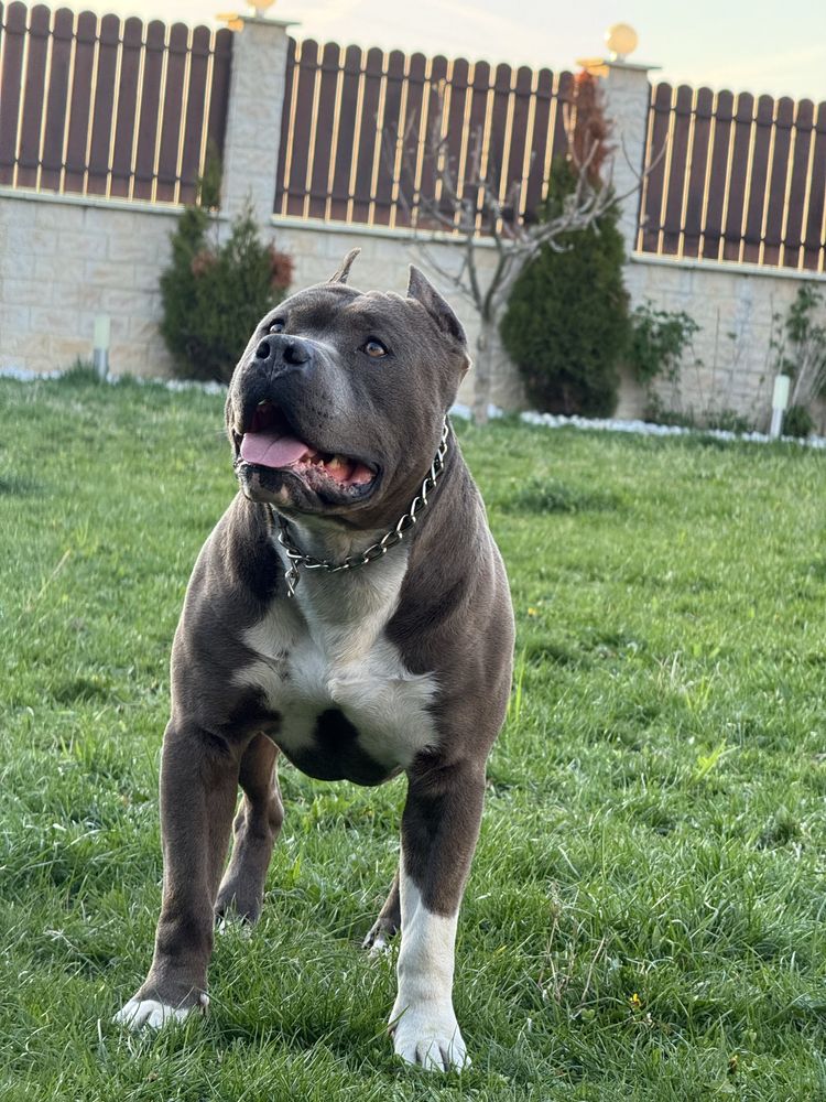 Mascul Campion Amstaff Blue cu pedigree