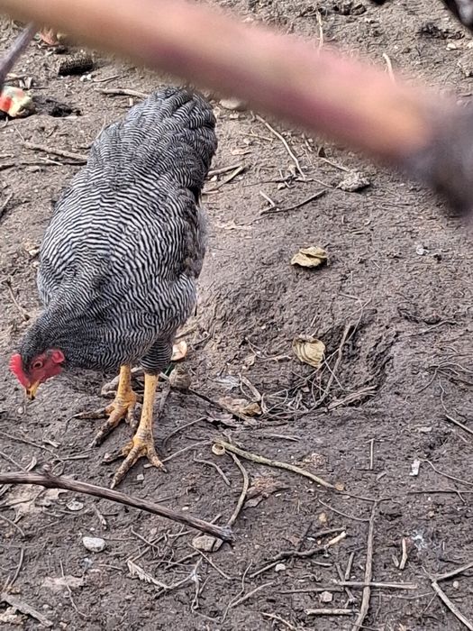 Cocoși playmonth 100 de lei buc