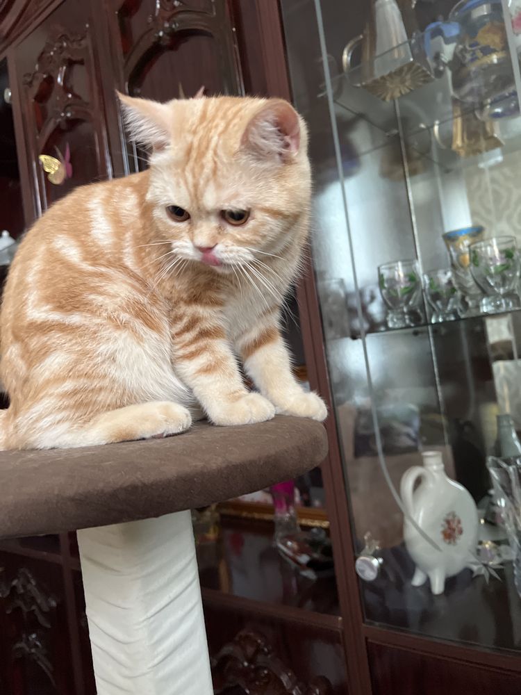 Кошка скотиш страйт