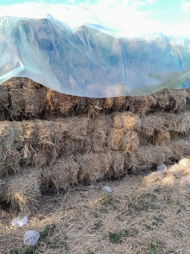 Se vinde 200 baloți de earbă cu 12 lei bucata
