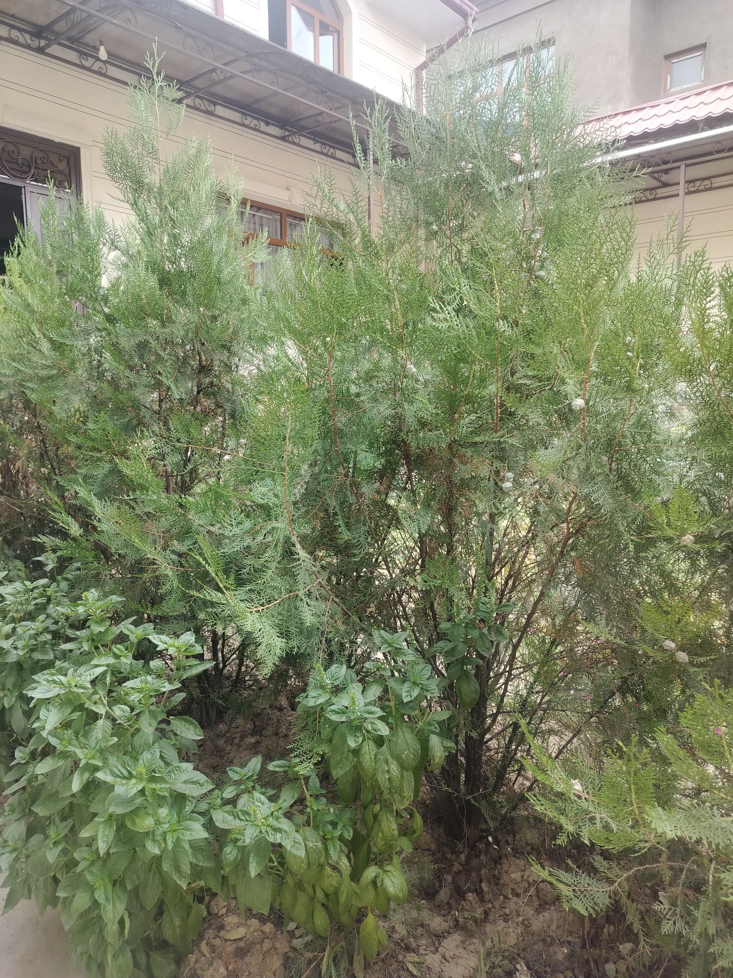 Продается двухметровые туйи