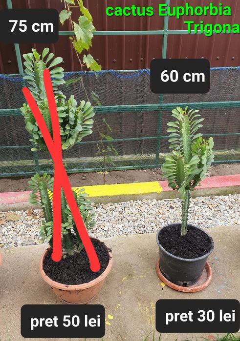 Avocado/Cactus/Oregano/etc