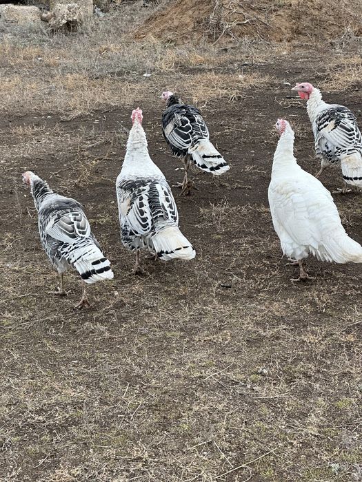 Продам домашних индюков цена за 1 индюк 12000 тг