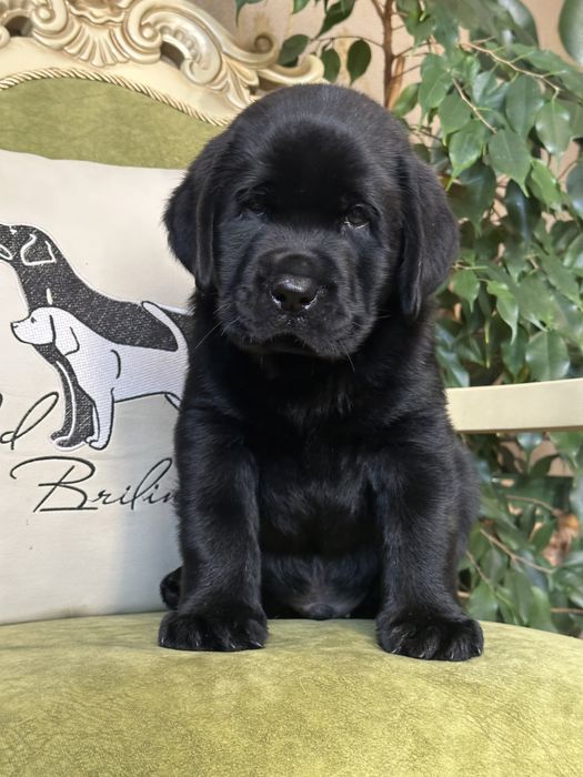 Щенки лабрадора,питомник. Документы