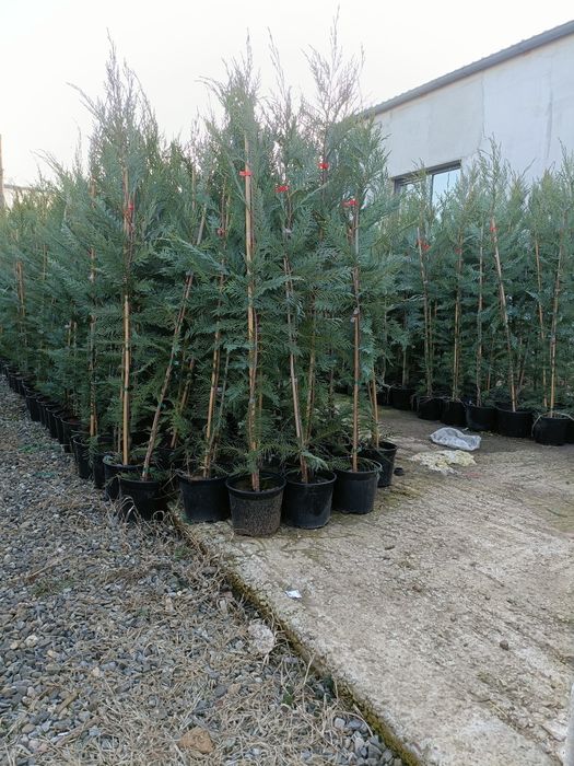 Tuia.  Chiparos  leylandii (OFERTA 160-170cm )