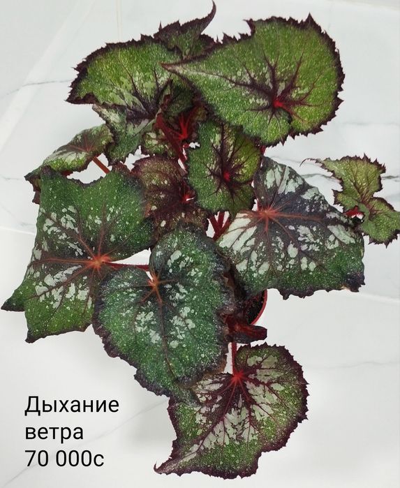 Бегонии декоративно лиственные.