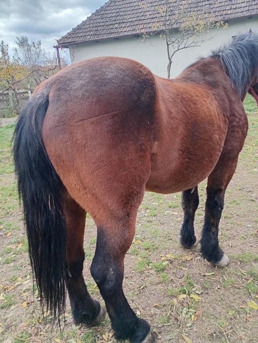 Vând iapa buna de ceruță