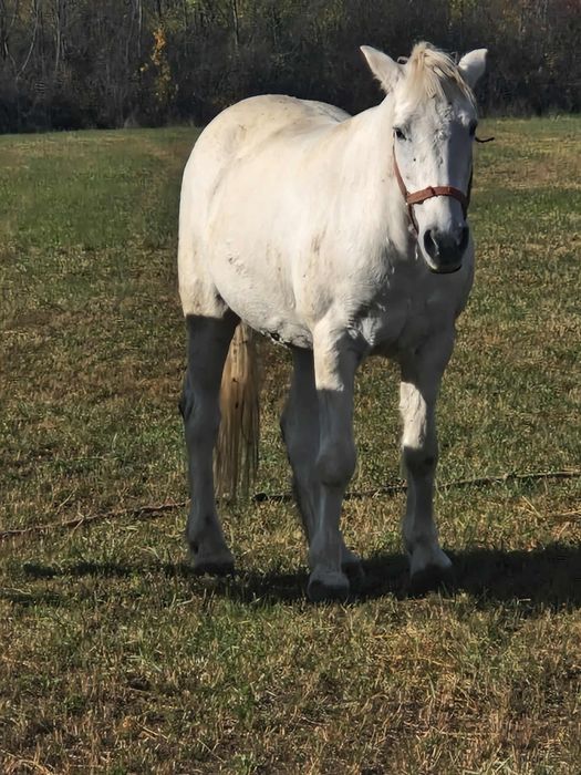 De vânzare iapa de 8 ani